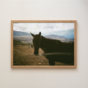Equus