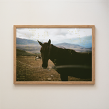 Equus